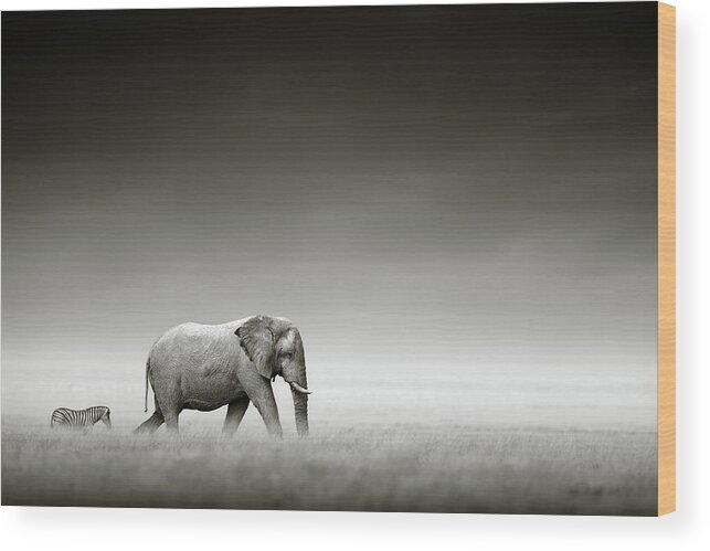 #faatoppicks Wood Print featuring the photograph Elephant with zebra by Johan Swanepoel