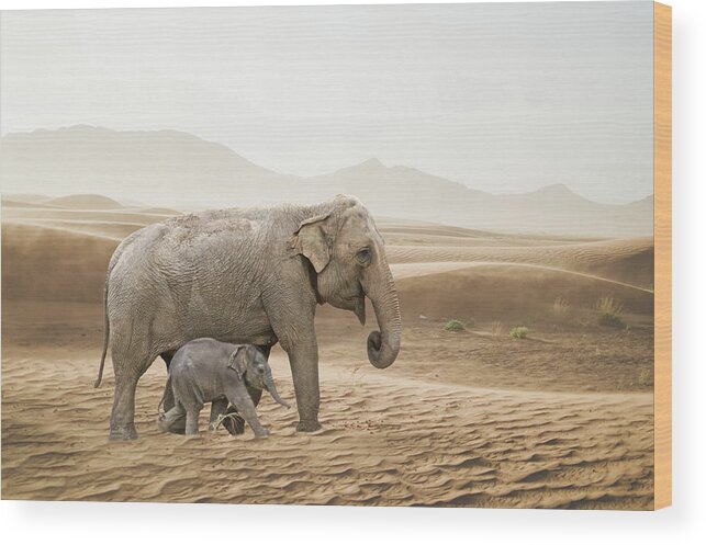 Elephant Wood Print featuring the photograph Elephants by Andrea Kollo