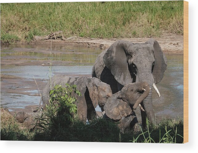 Africa Wood Print featuring the photograph Elephants at the River by Mary Lee Dereske