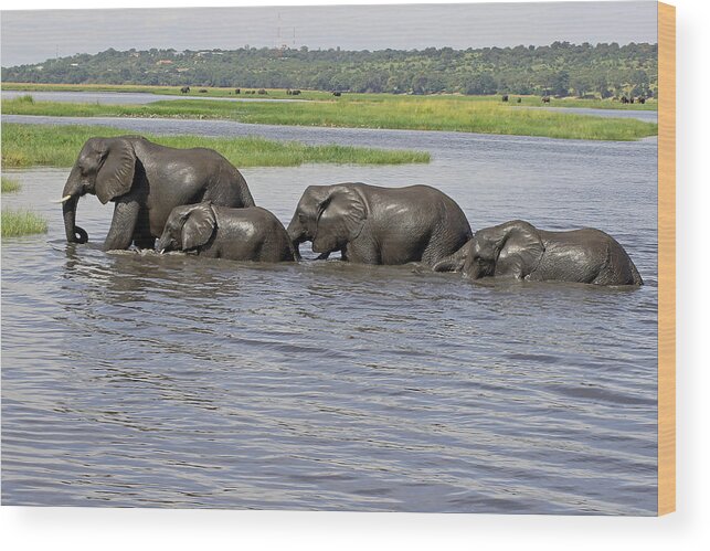Elephants Crossing River Wood Print featuring the photograph Elephants Crossing Chobe River by Tony Murtagh