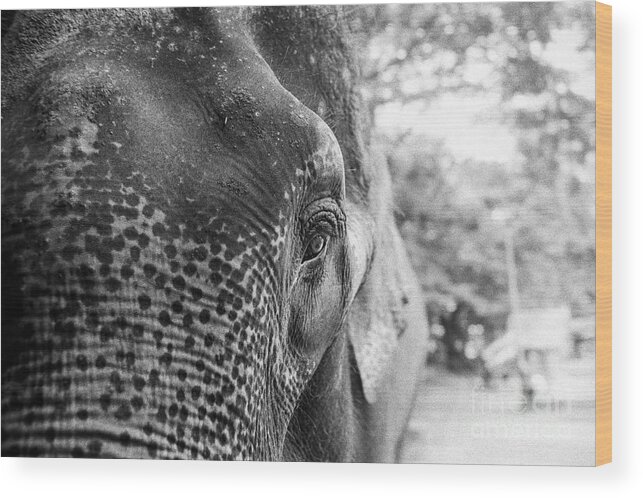 Elephant Wood Print featuring the photograph Elephant's Eye by Dean Harte