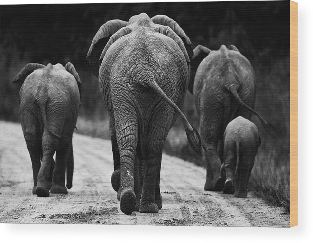 Africa Wood Print featuring the photograph Elephants in black and white by Johan Elzenga