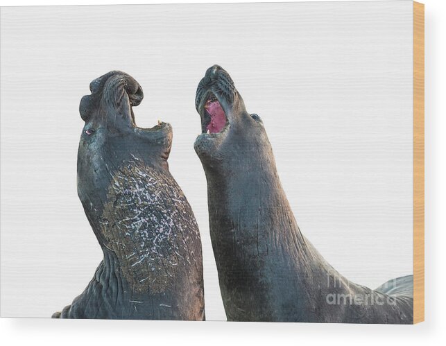 Elephant Seal Wood Print featuring the photograph Elephants seal isolated by Benny Marty