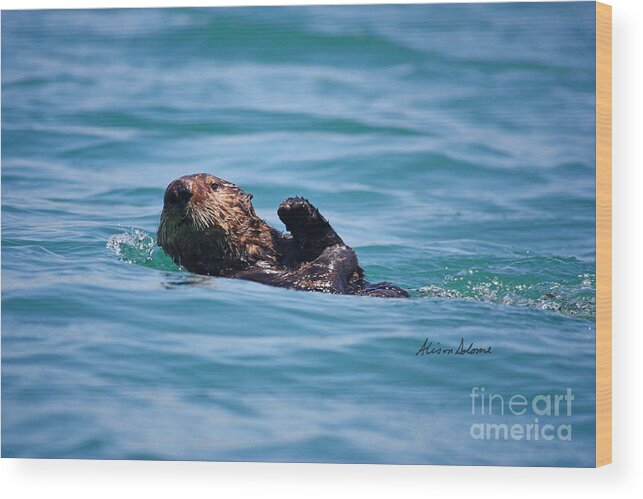Otter Wood Print featuring the photograph Elhkorn Otter One by Alison Salome