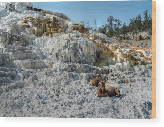 Mammoth Hot Springs Wood Print featuring the photograph Elk at Liberty Cap by Norman Reid