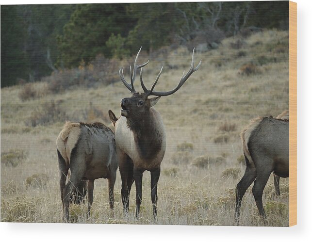 Elk Wood Print featuring the photograph Elk Bull by David Diaz