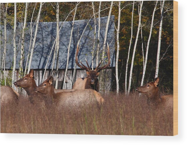 Elk Wood Print featuring the photograph Elk Herd at Lost Valley Campground by Michael Dougherty