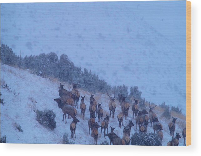 Elk Wood Print featuring the photograph Elk herd in snowfall by Jeff Swan
