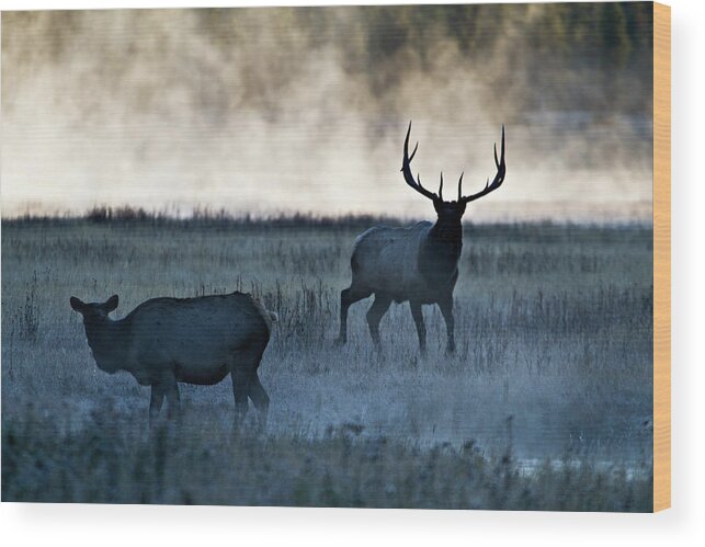 Elk Wood Print featuring the photograph Elk in the Mist by Wesley Aston