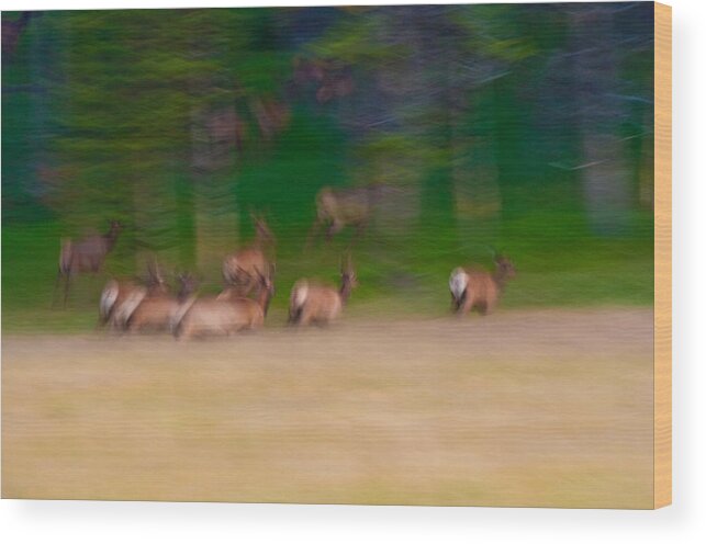 Yellowstone Wood Print featuring the photograph Elk on the Run by Sebastian Musial