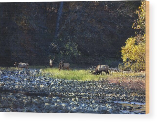 Buffalo National River Wood Print featuring the photograph Elk River Crossing at Sunrise by Michael Dougherty