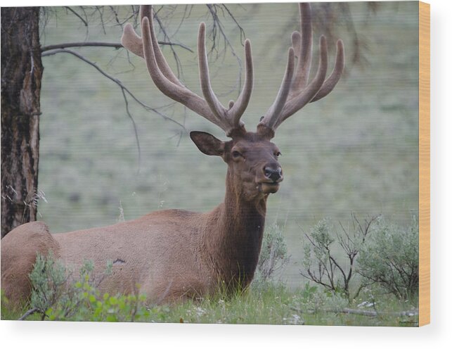 Bull Elk Wood Print featuring the photograph Elk with rack by Crystal Wightman