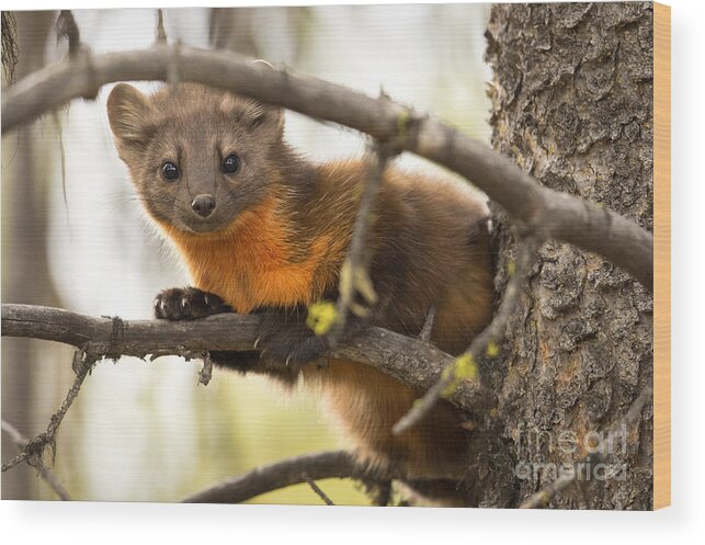 Pine Marten Wood Print featuring the photograph Elusive by Aaron Whittemore