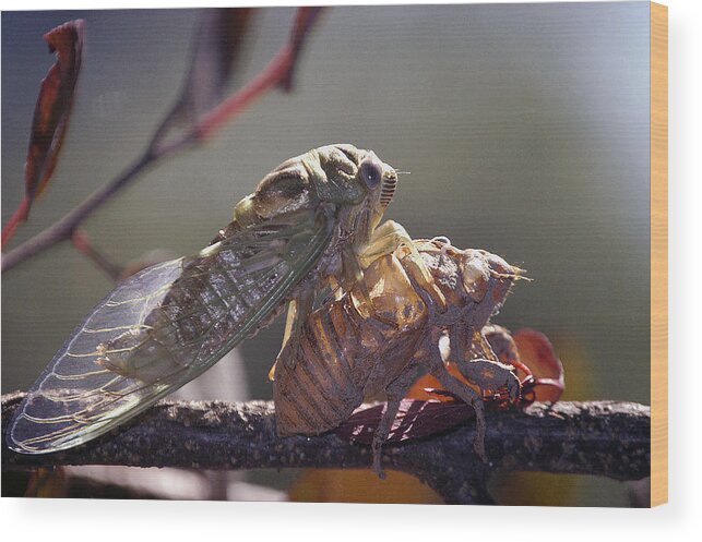 Cicada Wood Print featuring the photograph Emerging - Cicada 1 by DArcy Evans