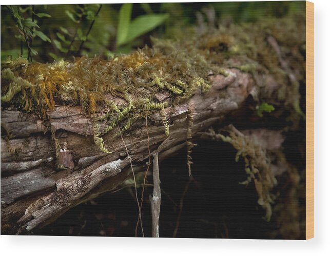 Fern Wood Print featuring the photograph Enchanted Forest by Craig Watanabe