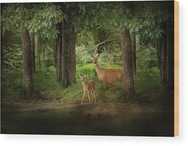 Deer Print Wood Print featuring the photograph Enchanted Forest Deer Print by Gwen Gibson