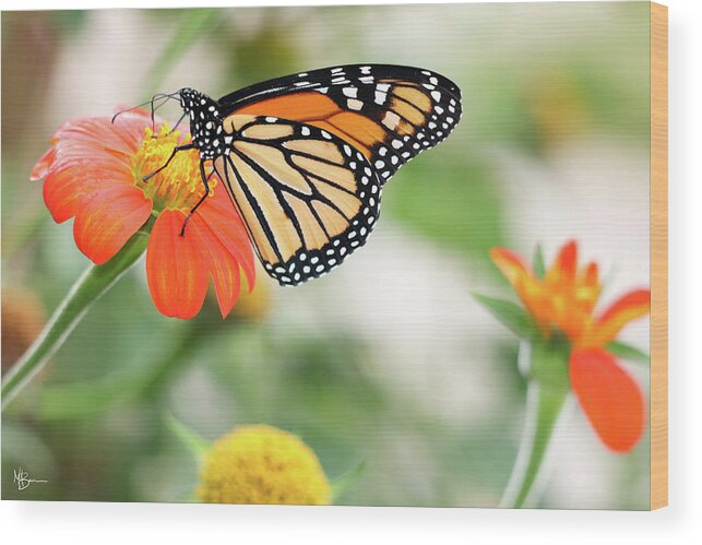 Butterfly Wood Print featuring the photograph End of Summer Flight by Mary Anne Delgado