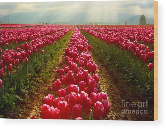 Tulip Wood Print featuring the photograph Endless by Beve Brown-Clark Photography