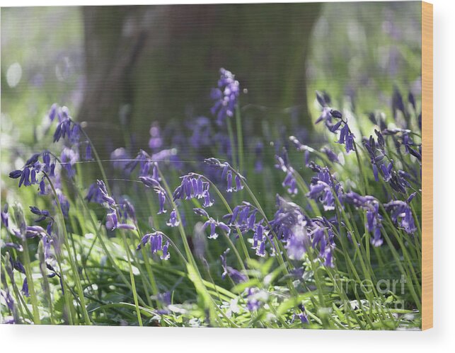 English Bluebells In The Sunshine Surrey Uk Wood Print featuring the photograph English Bluebells by Julia Gavin