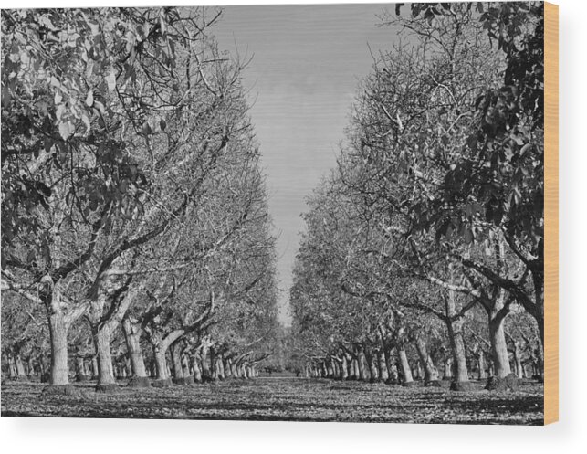 Orchard Wood Print featuring the photograph English Walnut Orchard by Pamela Patch