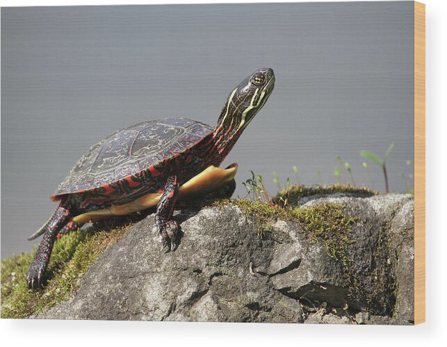 Painted Turtle Wood Print featuring the photograph Enjoying the Sun by Doris Potter