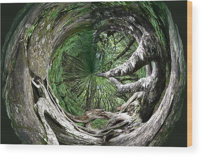 Cellar Wood Print featuring the photograph Enter The Root Cellar by Gary Smith