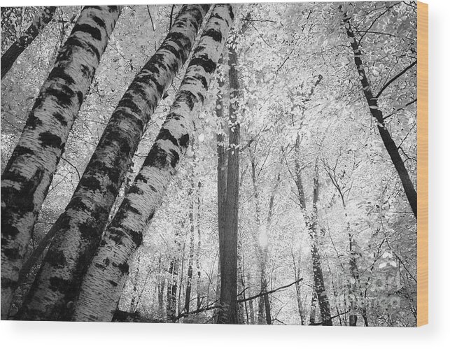 Minnesota Wood Print featuring the photograph Ethereal Woods by Becqi Sherman