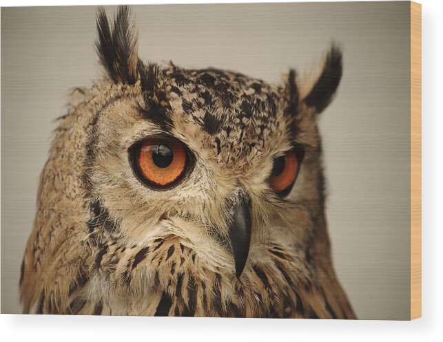 Bird Wood Print featuring the photograph Eurasian Eagle Owl Portrait by Adrian Wale