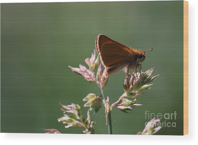 Butterfly Wood Print featuring the photograph European Skipper by Randy Bodkins