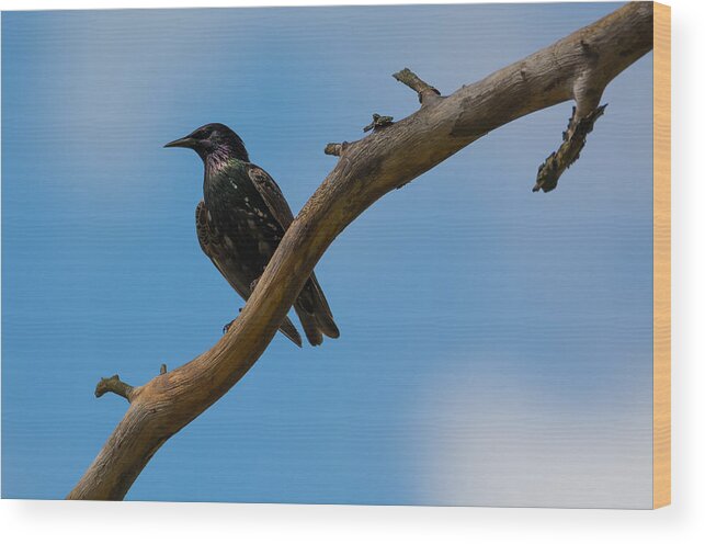 European Starling Wood Print featuring the photograph European Starlng by Holden The Moment