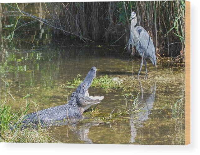 Everglades National Park Wood Print featuring the photograph Everglades 431 by Michael Fryd