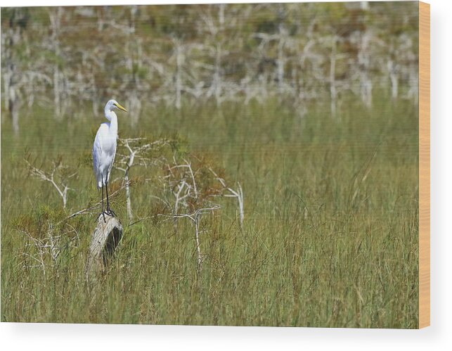 Everglades National Park Wood Print featuring the photograph Everglades 451 by Michael Fryd