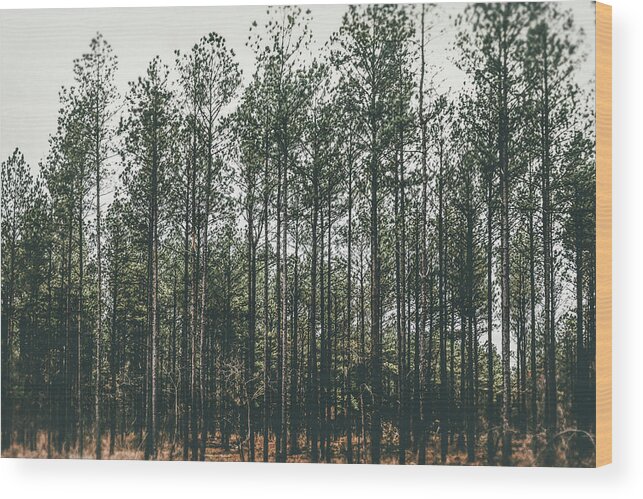 Moody Wood Print featuring the photograph Evergreen by Andrea Anderegg