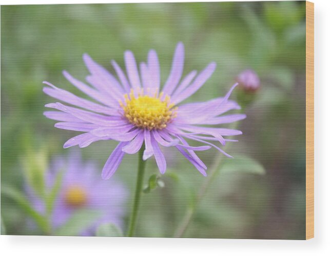 Purple Wood Print featuring the photograph Everything is coming up daisies by Angela Siener