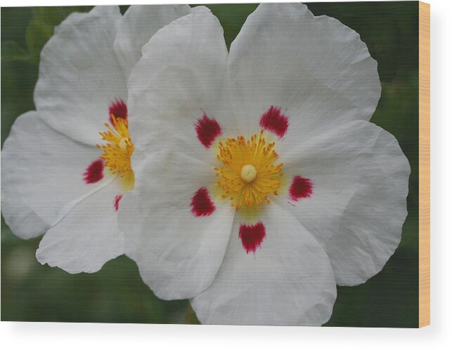 Botanical Wood Print featuring the photograph Exotic Eyes by Tammy Pool