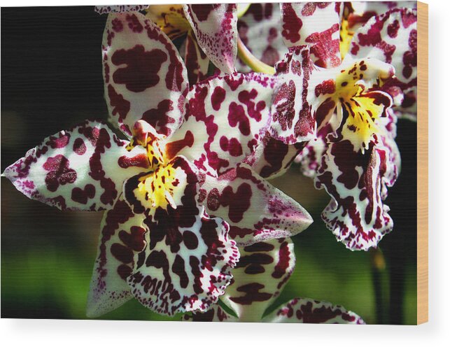 Ribet Wood Print featuring the photograph Exotic Orchids of C Ribet by C Ribet
