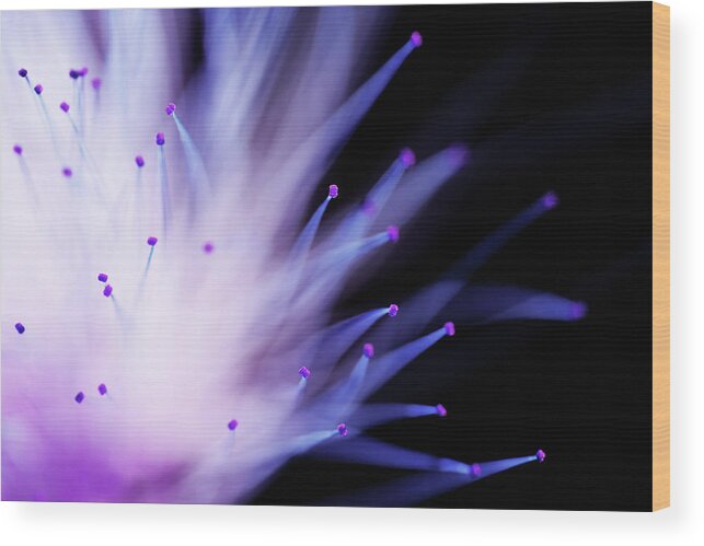 Mimosa Wood Print featuring the photograph Explosive by Mike Eingle