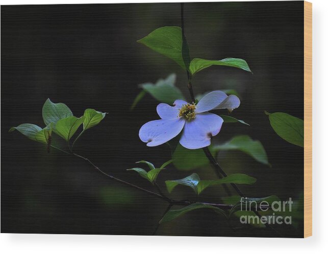 Pictures Of Flowers Wood Print featuring the photograph Exquisite Light by Skip Willits