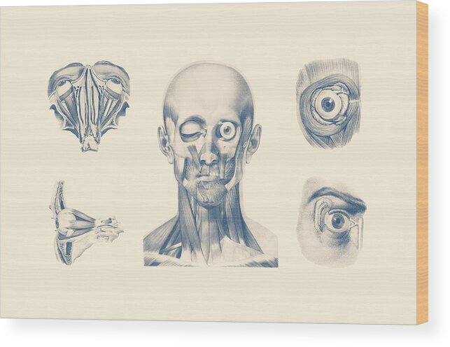 Face Anatomy Wood Print featuring the mixed media Eye and Facial Anatomy - Multiview by Vintage Anatomy Prints
