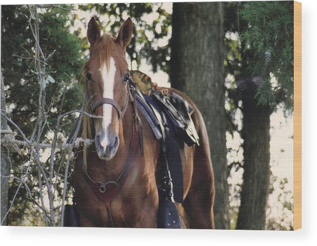 Horse Wood Print featuring the photograph Eye Contact by Stacy C Bottoms