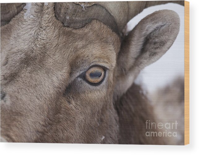 Sheep Wood Print featuring the photograph Eye On You by Douglas Kikendall