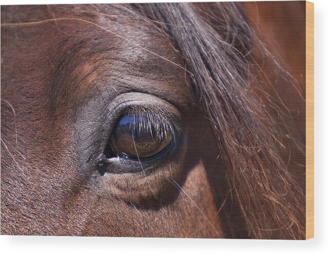 Horses Wood Print featuring the photograph Eye See You by Michelle Wrighton