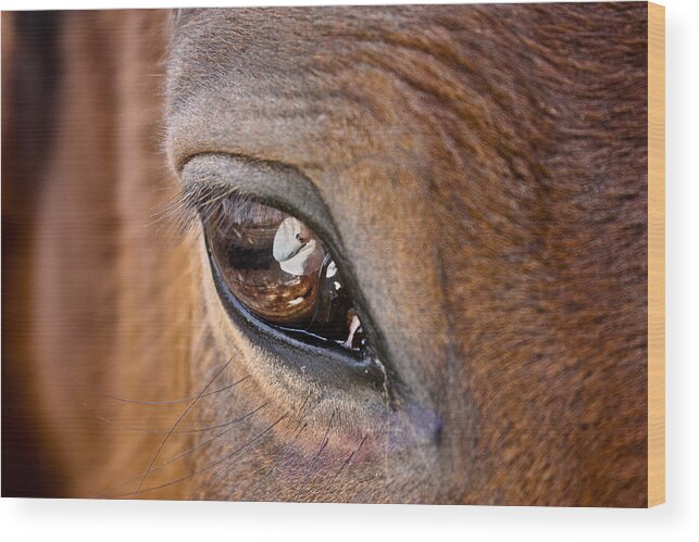 Horse Wood Print featuring the photograph Eye See You Too by Hannah Appleton