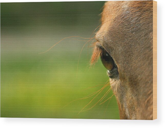 Horse Wood Print featuring the photograph Eye Whiskers by Angela Rath