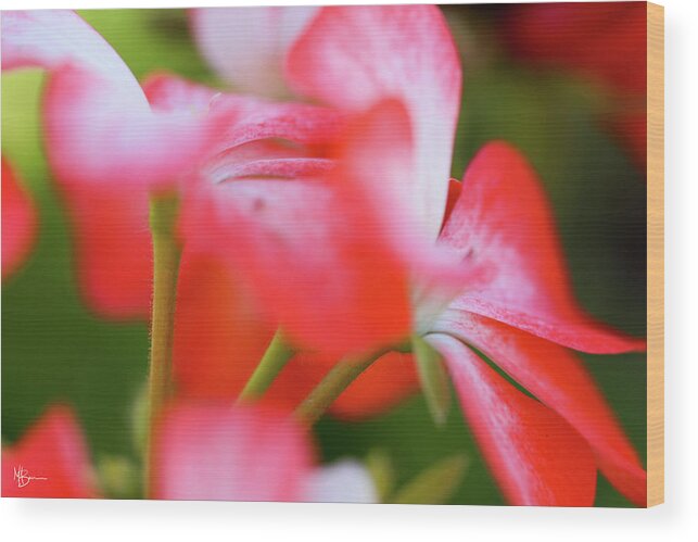 Petal Wood Print featuring the photograph Faded Petals II by Mary Anne Delgado