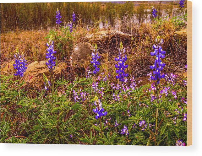 Flowers Wood Print featuring the photograph Zapata Falcon Lake 1 by Leticia Latocki