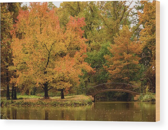 Jay Stockhaus Wood Print featuring the photograph Fall at the Arboretum by Jay Stockhaus