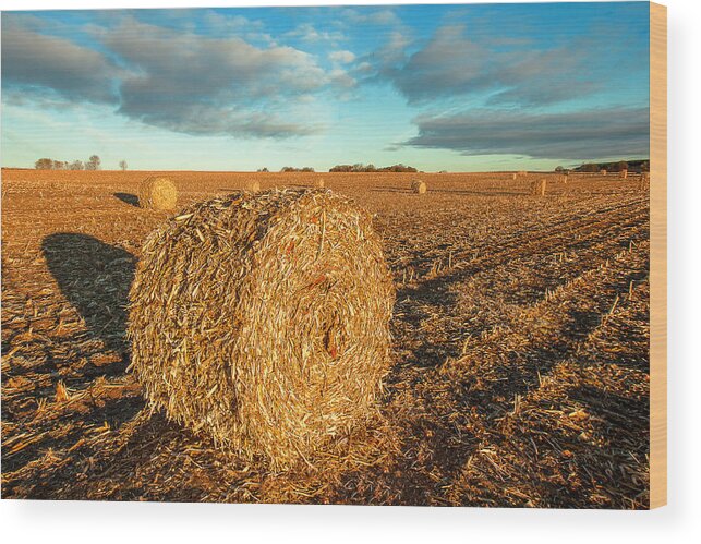 Corn Stalks Wood Print featuring the photograph Fall Bale by Todd Klassy