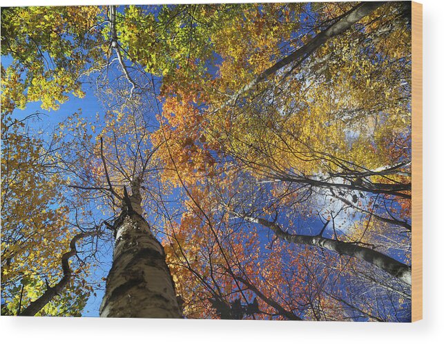 Fall Wood Print featuring the photograph Fall Canopy Patterns 6 by Mary Bedy
