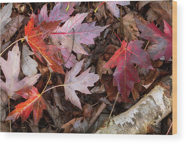 Nature Photography Wood Print featuring the photograph Fall Carpet by Catherine Avilez